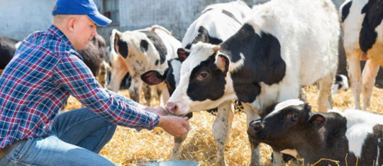 Alimentation des bovins