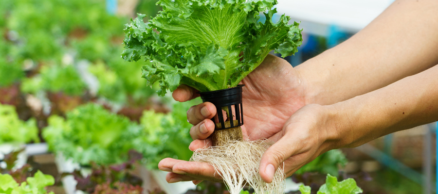 rotation des cultures